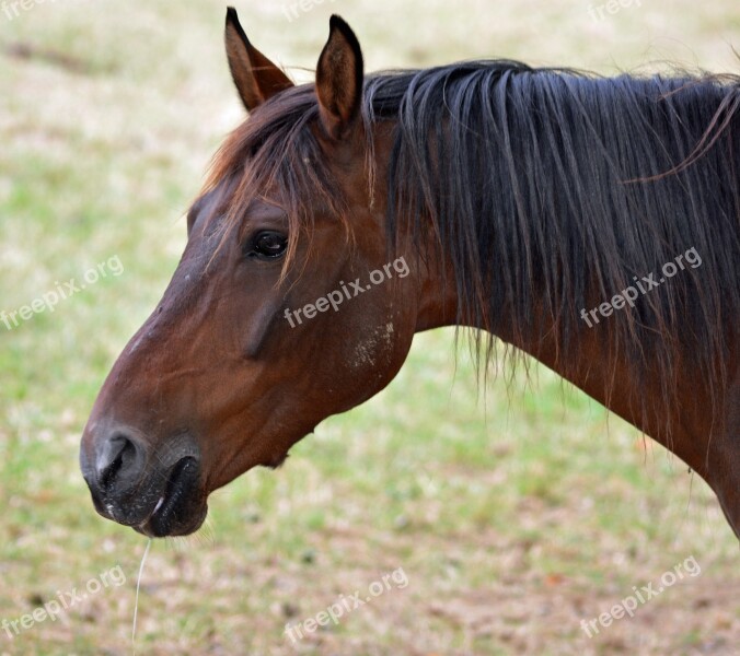 Horse Pure Arab Blood Horse Breeding Equine Horses