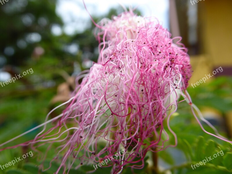 Flower White Pink Filament Nature