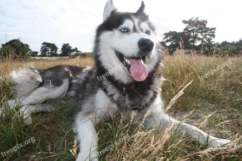 Husky Happy Relax Dog Outdoor