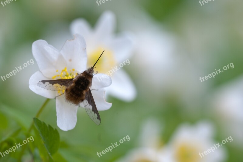 Bombyliidae Fly Insect Wing Macro