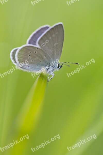 Zwergbläuling Butterfly Insect Close Up Cupido Minimus