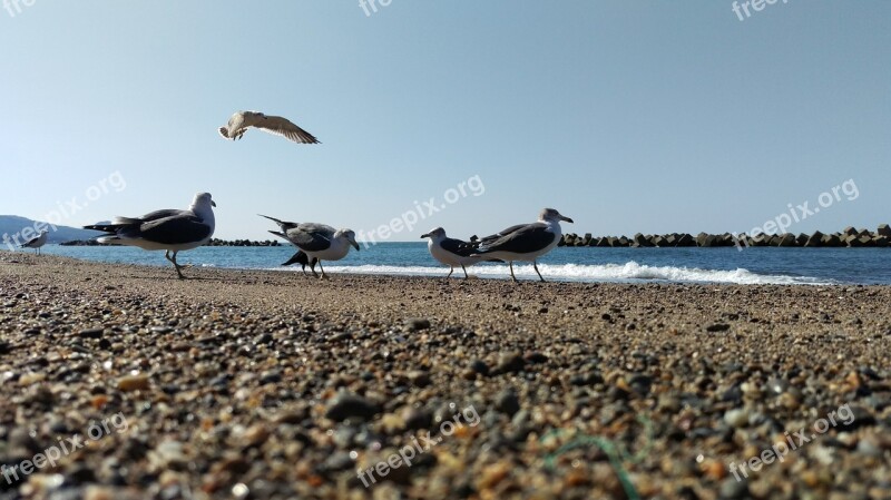 Beach Sea Gull Wild Animal Wild Birds Natural