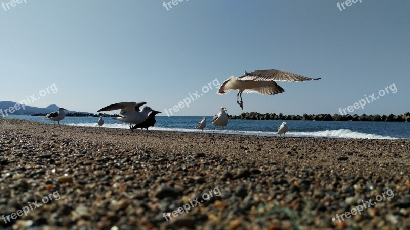 Beach Sea Gull Wild Birds Wild Animal Natural