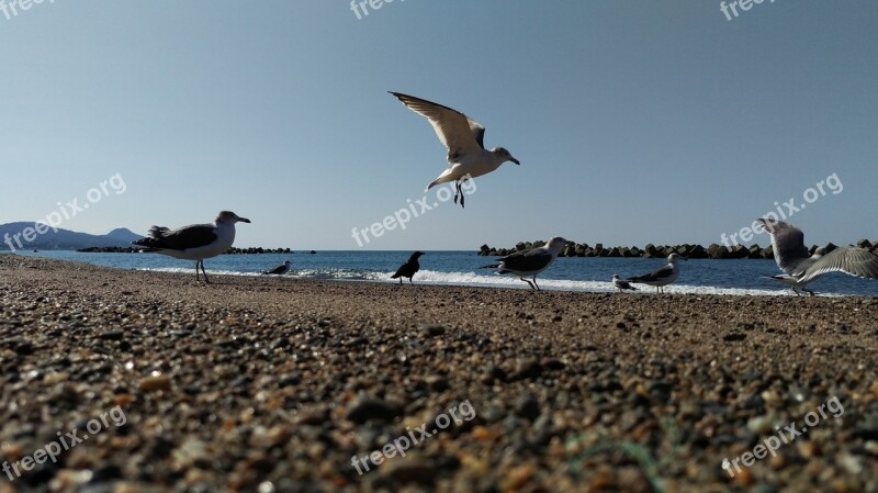 Beach Sea Gull Wild Birds Wild Animal Natural