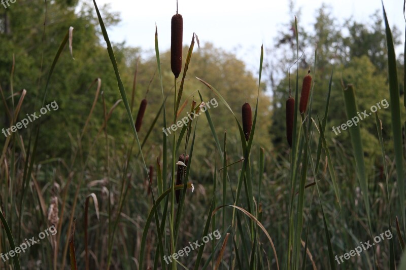 Cattail Nature Water Front Marsh Swamp