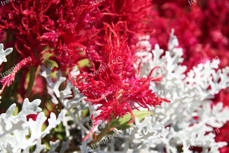 Astilbe Flowers Gardens Red Blossom