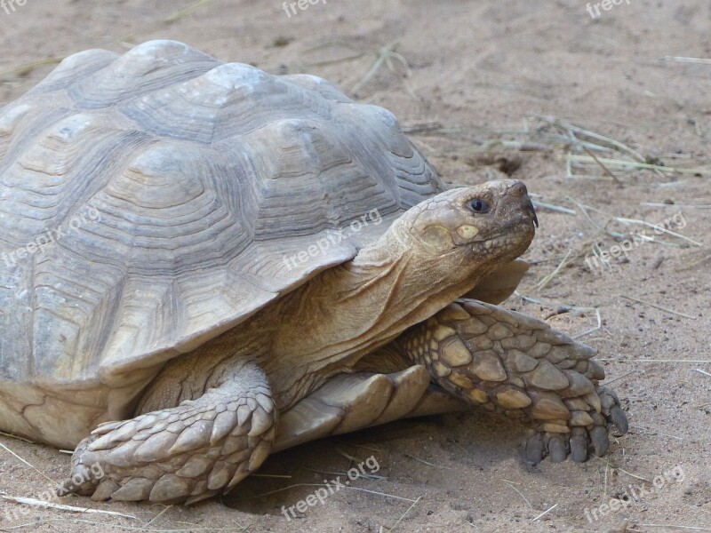 Turtle Animals Slowly Reptile Nature