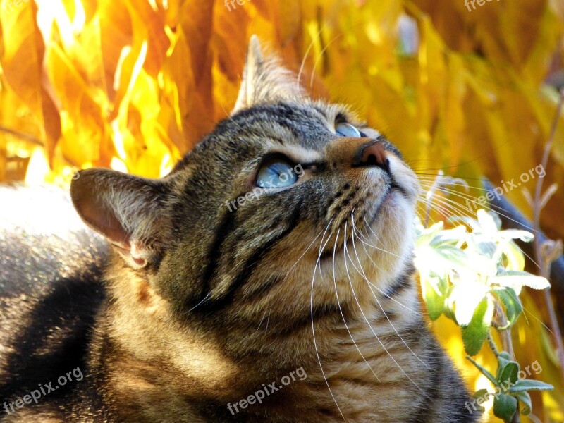 Cat Tabby Kitty Autumn Leaves