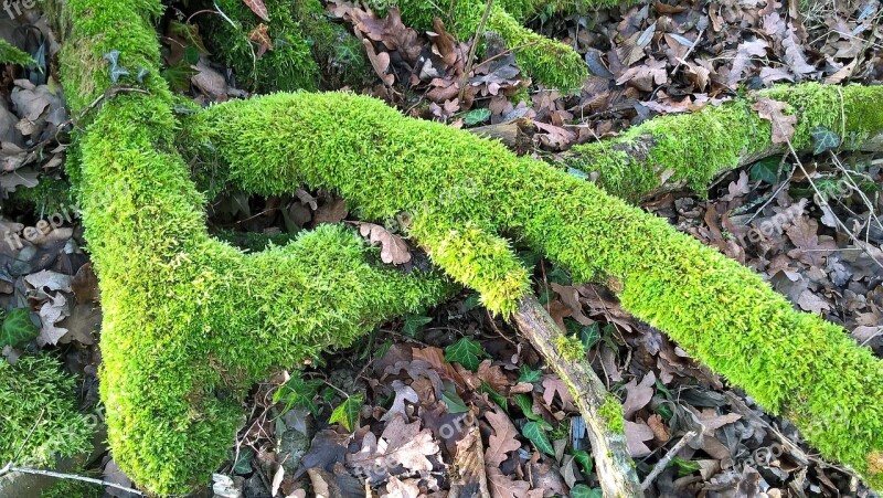 Moss Nature Forest Tree Stump Tree