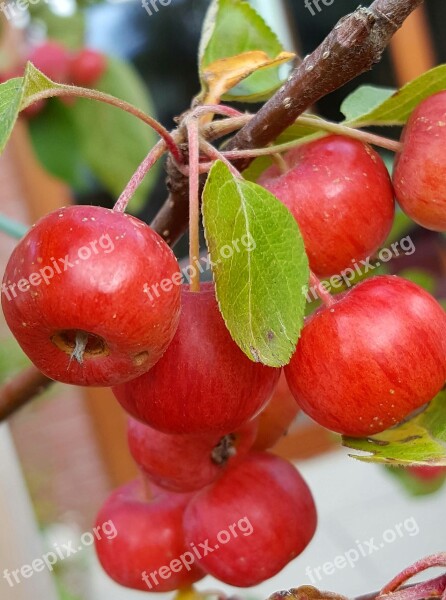 Ornamental Apples Autumn Gardening Free Photos