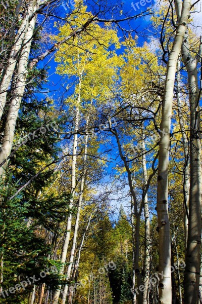 Aspen Colorado Mountains Quaking Scenic Landscape