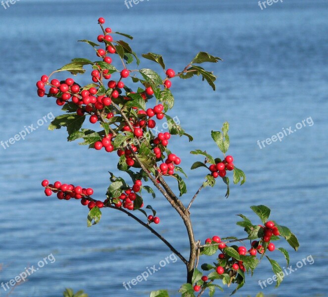 Berries Shrub Unknown Species Grackle Island Deer Rock Lake