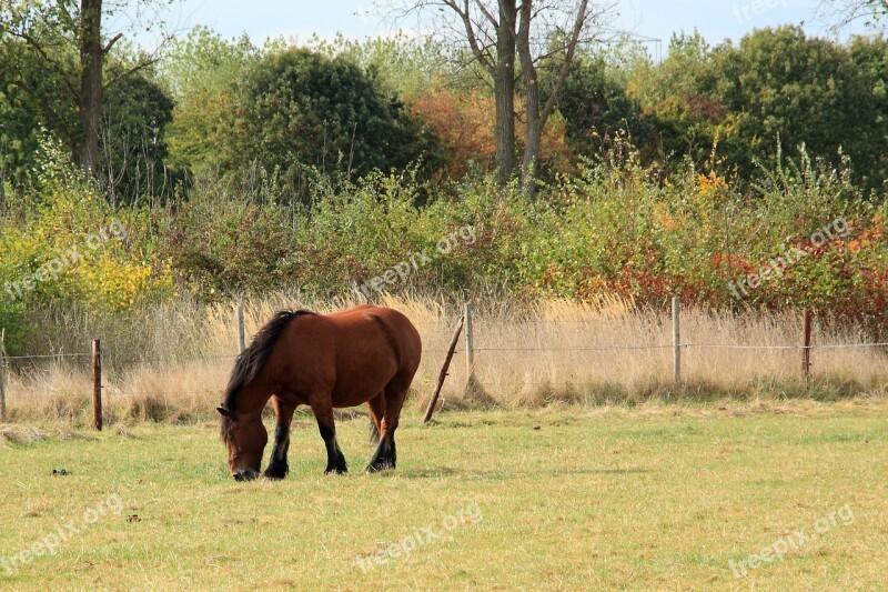 Horse Cold Blooded Animals Kaltblut Pasture Paddock