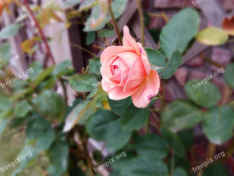 Rose Flower Garden Plant Red Park