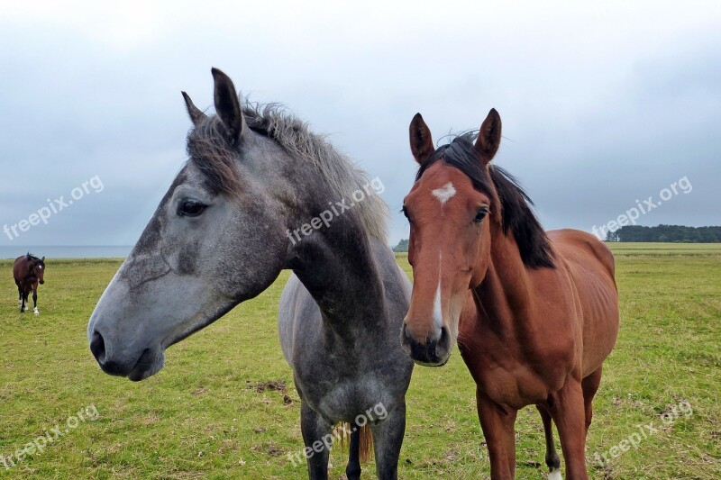 Horse Horse Head Coupling Mane Animal Portraits