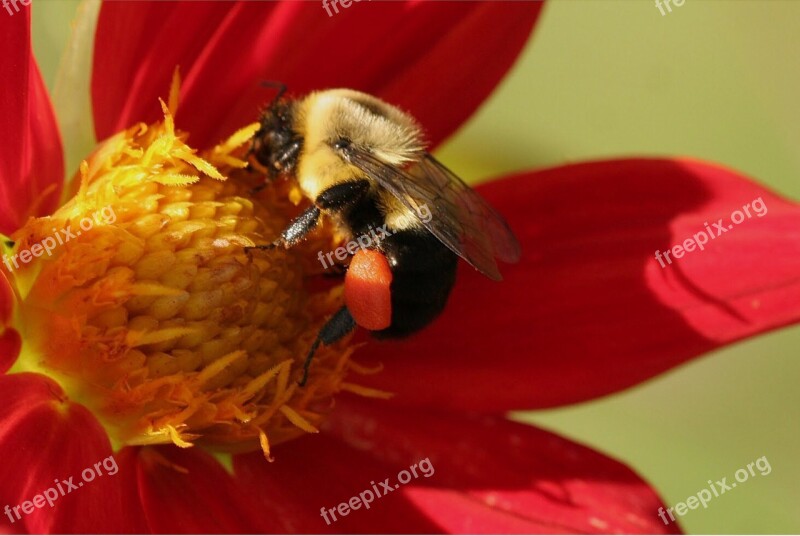 Bee Bumble Pollen Sack Dahlia Bumblebee