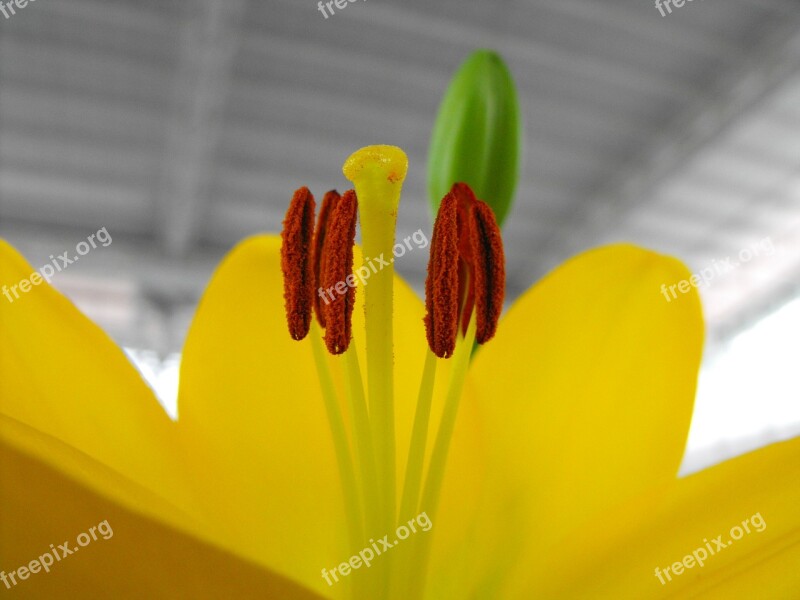 Lily Flower Pistil Yellow Free Photos