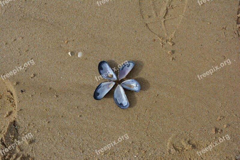 Mussels Mussel Image Artwork Most Beach