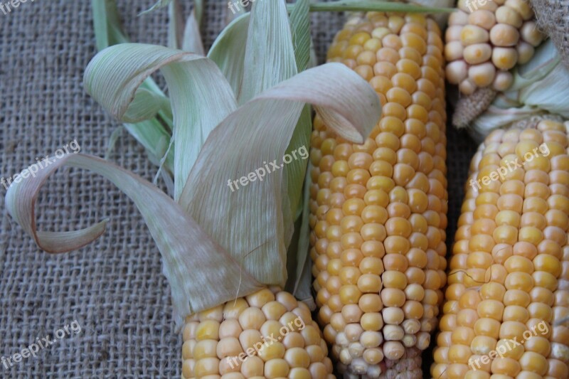 Corn Vegetables Yellow Corn On The Cob Summer