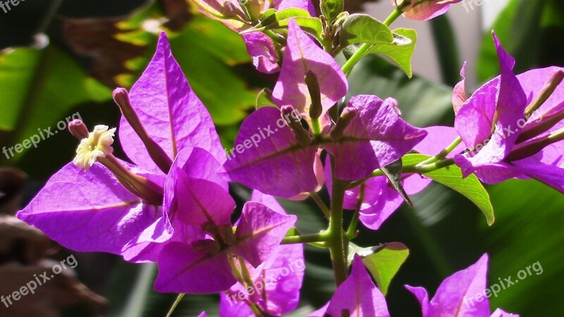 Flowers Nature Garden Bouganville Rosa