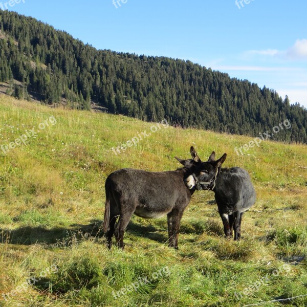 Donkey Ass Couple Donkey Love Free Photos