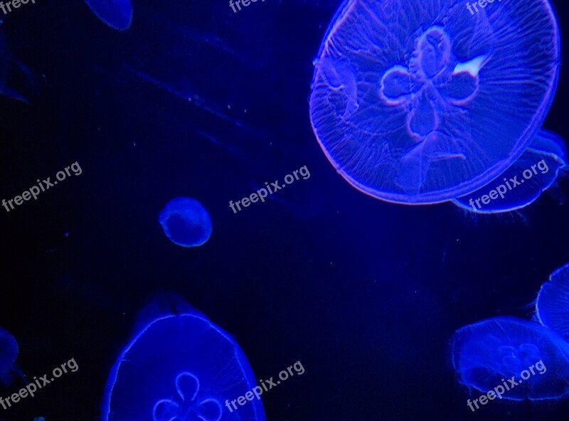 Jellyfish Aquarium Fantastic Free Photos