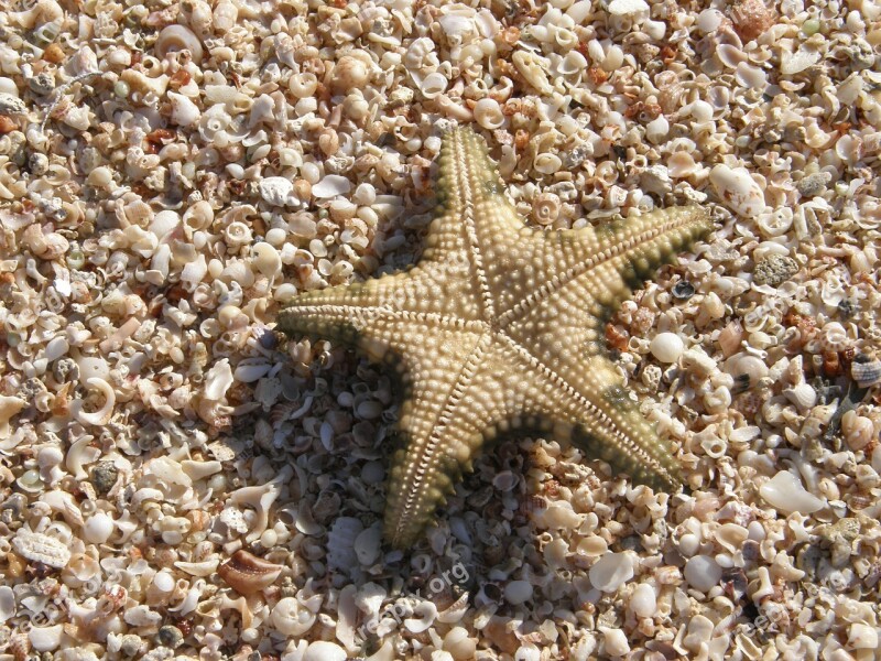 Star Shells Beach Vacation Travel