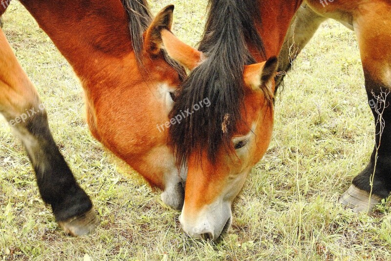 Horses Cold Blooded Animals Mares Young Horses Pasture