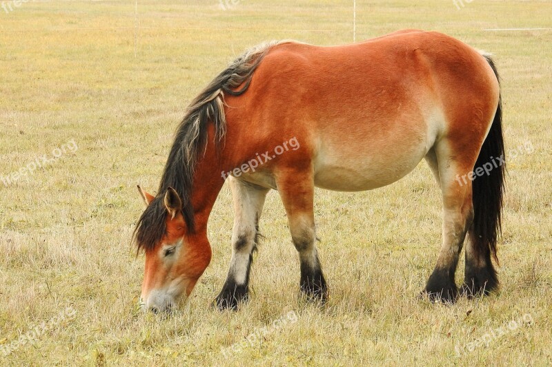 Horse Kaltblut Mare Young Horse Pasture