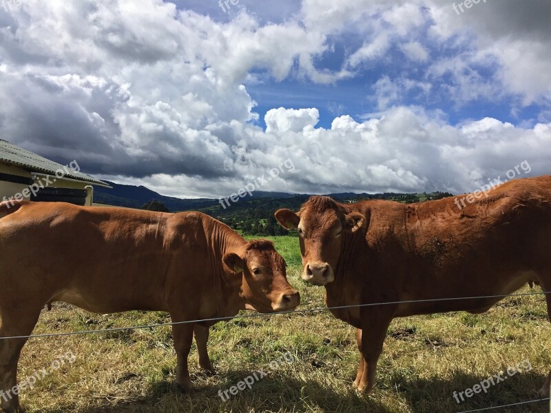 Cows Animals Prado Cow Animal Animal