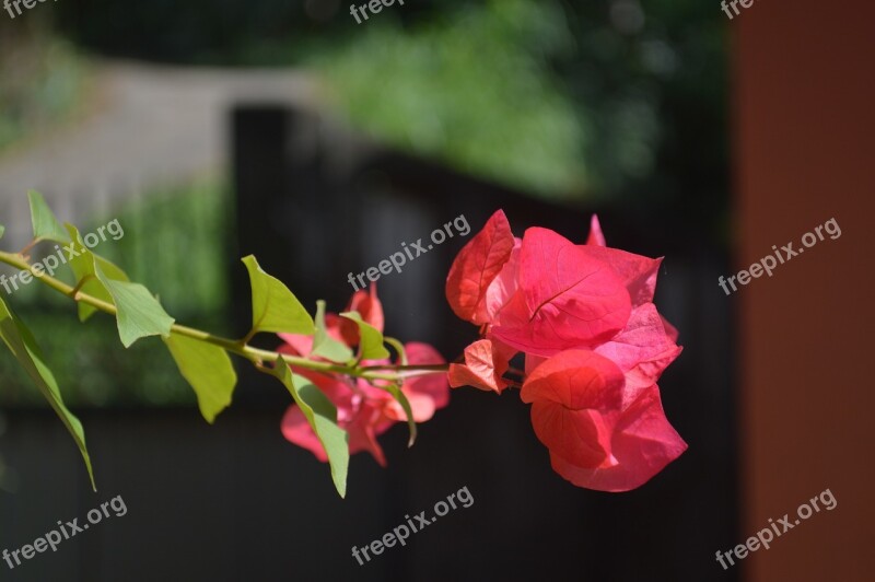 Bougainvillea Flowers Nature Plant Spring