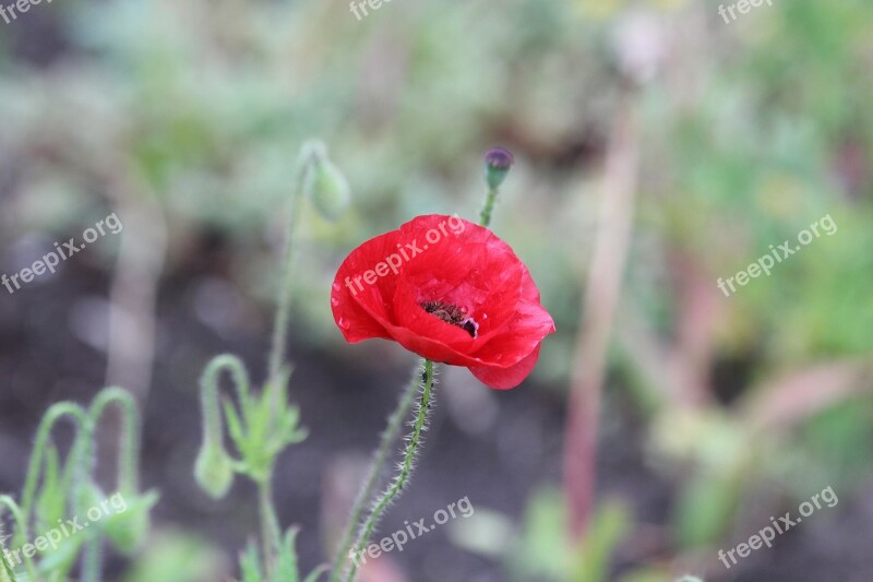 Red Poppy Mack Red Flower Flower Beautiful