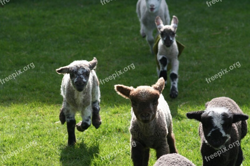 Lamb Run Farm Nature Sheep