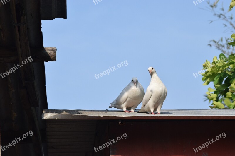 Animal Loyalty Dong Nai Province Free Photos