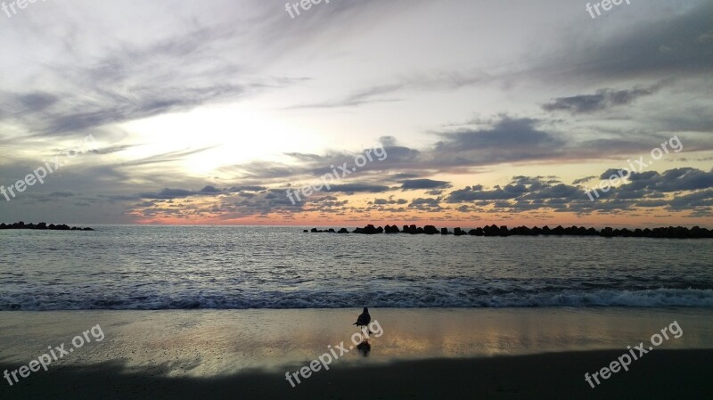 Beach Sea Gull Sunset At Dusk Landscape