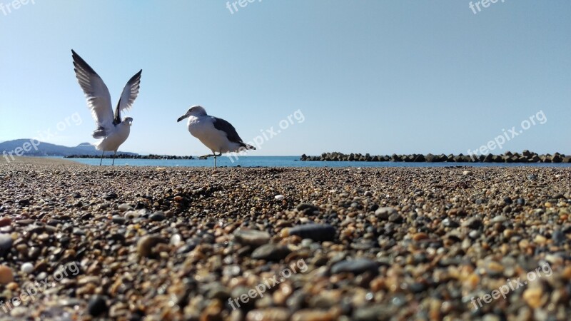 Beach Sea Gull Wild Animal Natural A Sunny Day