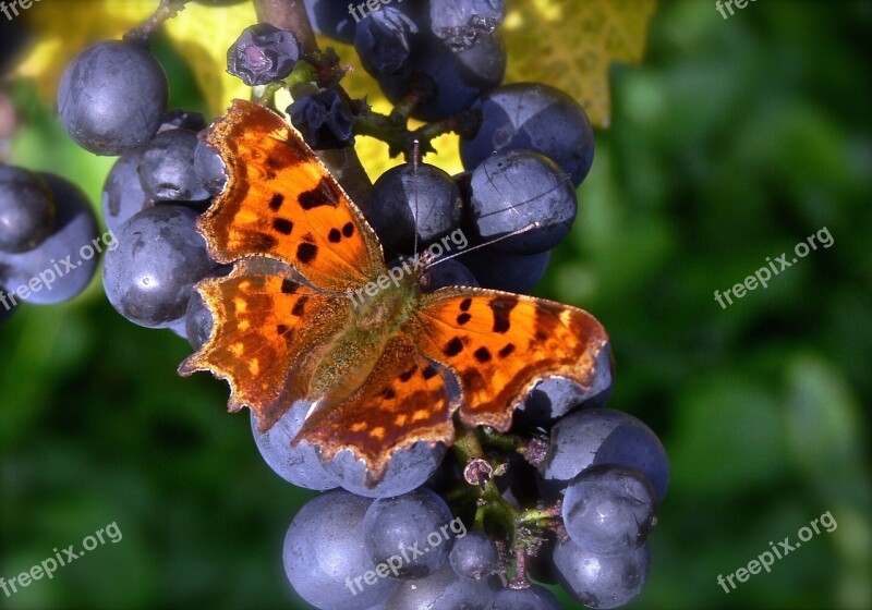 Butterfly Autumn Grapes Autumn Mood Free Photos