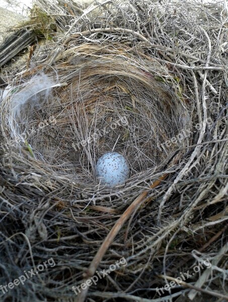 Nature Nest Egg Bird's Nest Animal