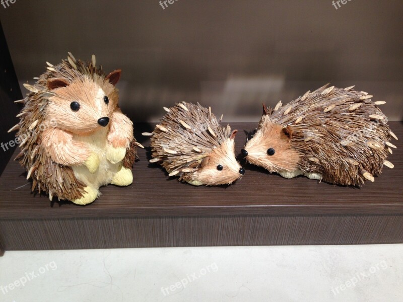 Animals Hedgehogs Land Animals Free Photos