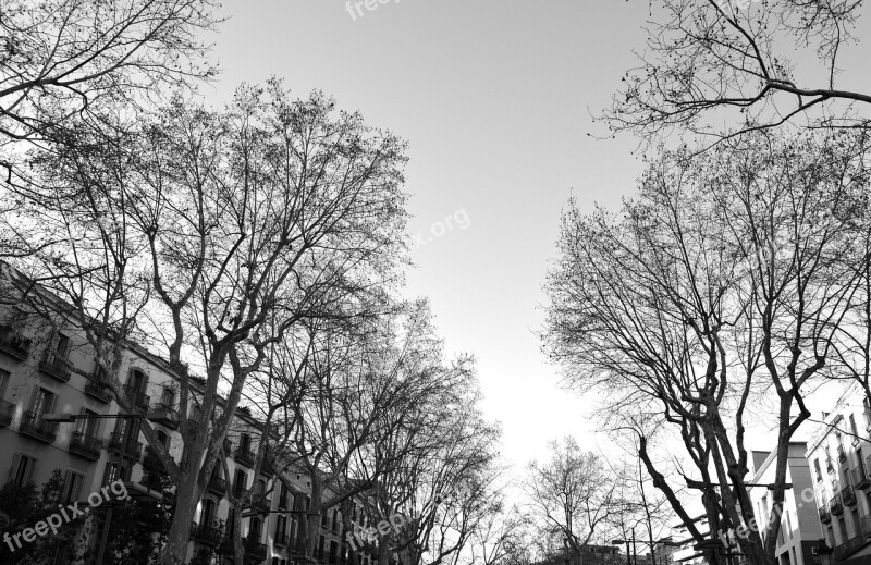 Ramblas Street Barcelona Black And White Autumn