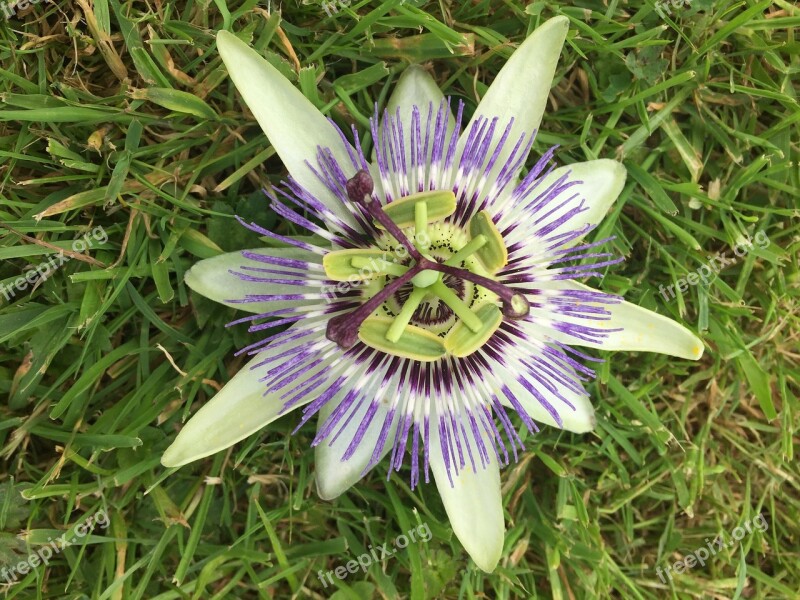 Passiflora Passion Flower Floral Spring