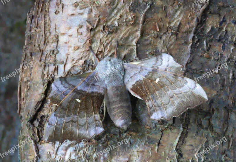 Moth Macro Lepidoptera British Nature