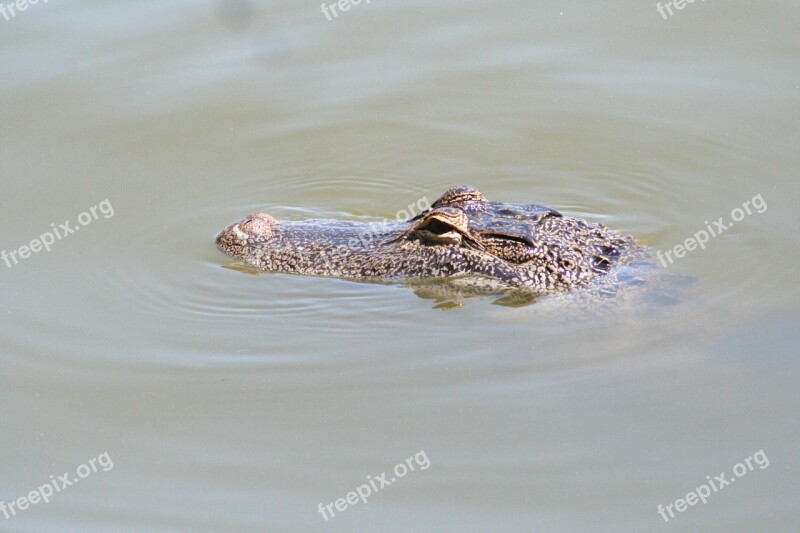 Alligator Florida Gator Reptile Nature