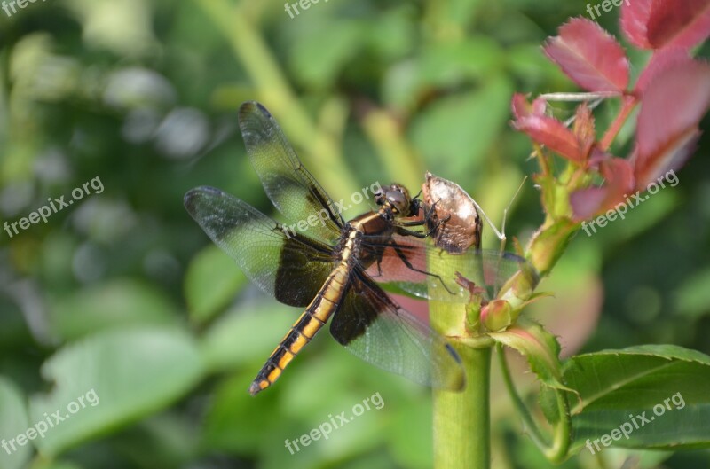 Dragonfly Flower Nature Insect Summer