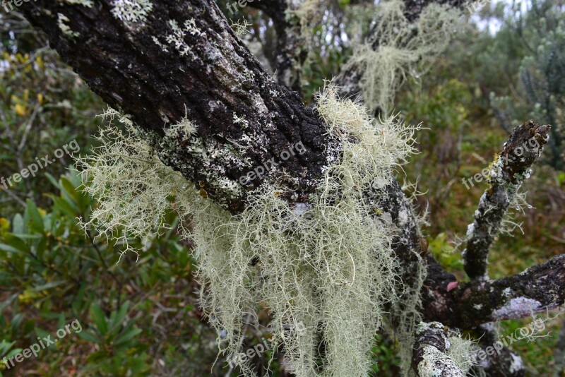 Moss Vegetation Nature Trunk Plants