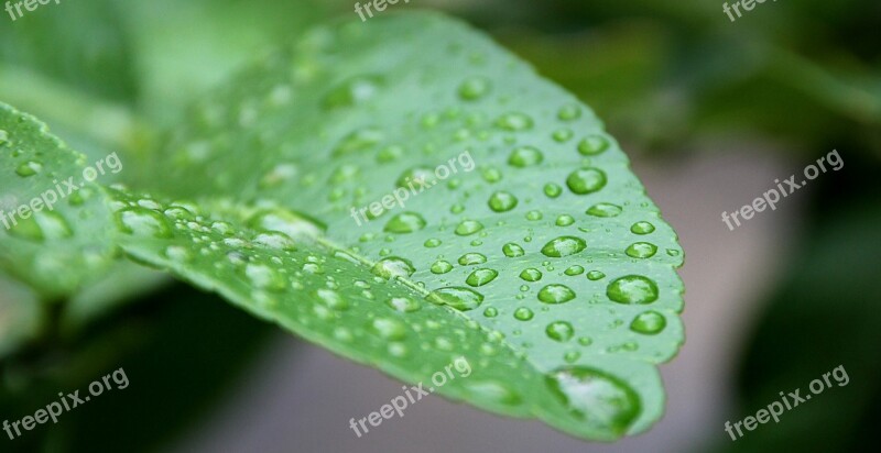 Leaf Drip Morgentau Nature Rain