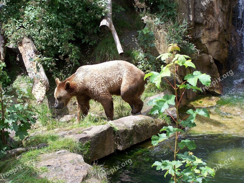 Bear Zoo Alpine Zoo Innsbruck Free Photos