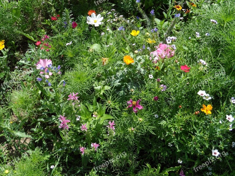 Summer Meadow Meadow Flowers Colorful Green