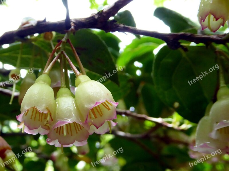 Flower Yellow Bell Poas Volcano Costa Rica