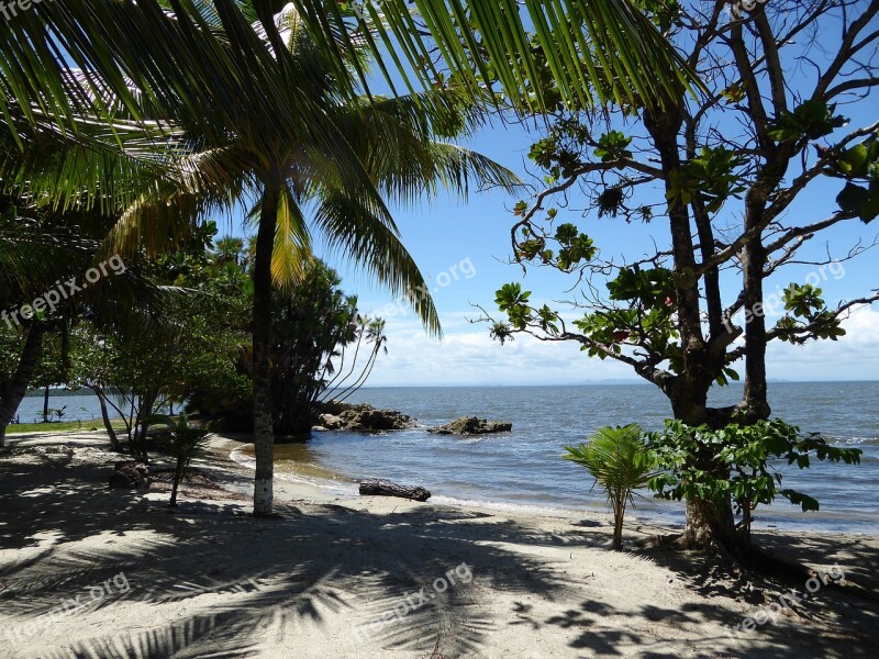 Beach Caribbean Guatemala Sea Palms